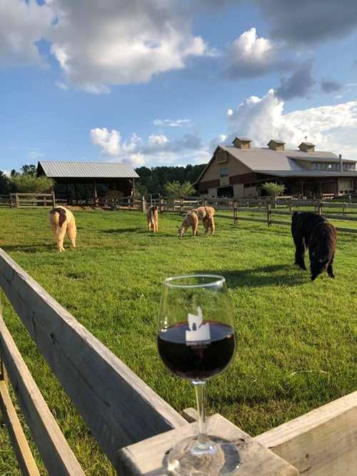 A glass of red wine in the foreground with grazing alpacas and a barn in a sunny, green pasture.