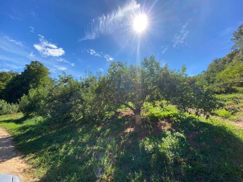 A sunny day in an orchard with lush green trees and a bright sun in a clear blue sky.