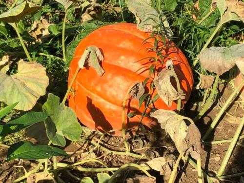 A large orange pumpkin nestled among green leaves and vines in a garden.