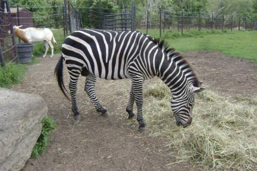 A zebra grazing on hay in a grassy enclosure, with a horse visible in the background.