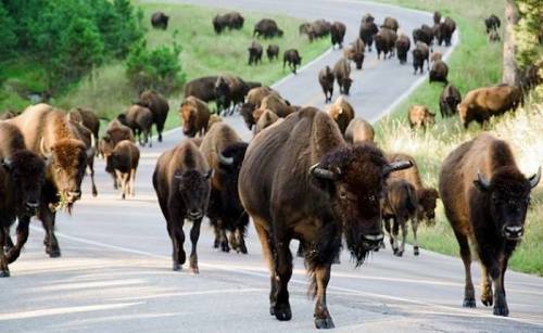 A herd of bison crossing a road, surrounded by green trees and grass.
