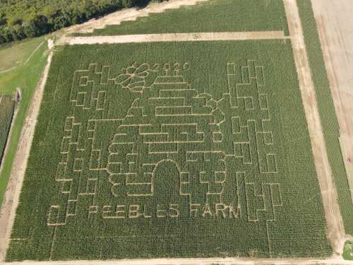 Aerial view of a corn maze shaped like a beehive, featuring the text "Peebles Farm 2020" carved into the field.