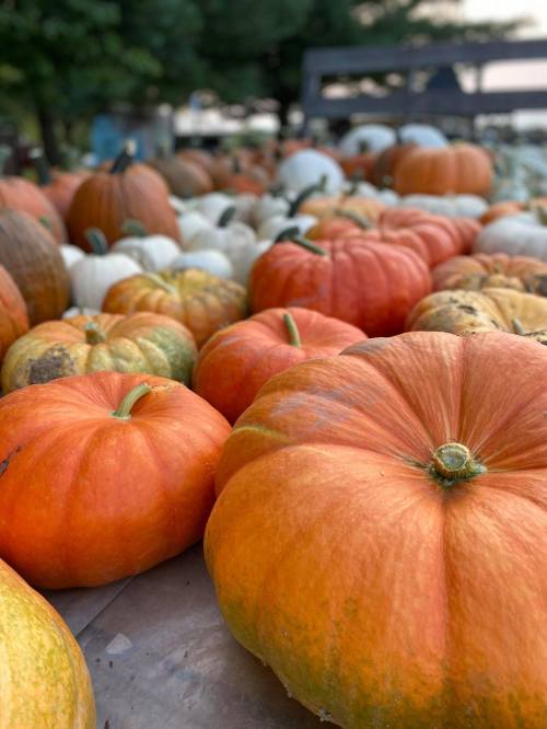 A variety of pumpkins in different colors and sizes arranged on a table, with greenery in the background.