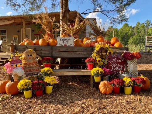 A rustic bench adorned with pumpkins, colorful flowers, and a scarecrow, welcoming fall in a sunny outdoor setting.