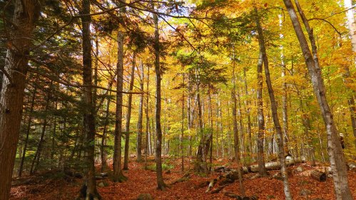 A vibrant forest in autumn, with trees displaying bright orange and yellow leaves, and a carpet of fallen leaves on the ground.