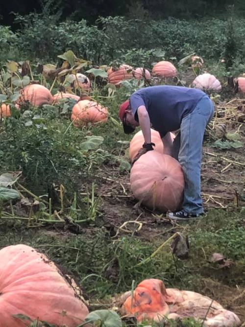 A person in a blue shirt bends over to inspect a large pumpkin in a field surrounded by more pumpkins.