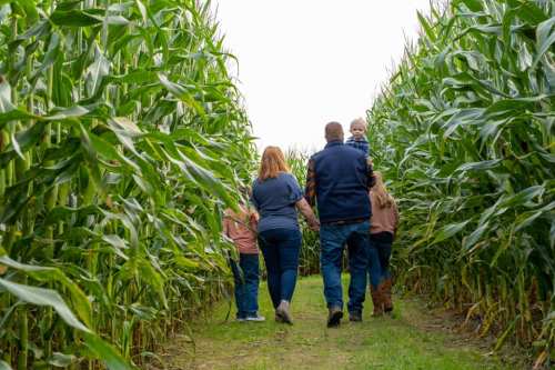 A family walks through a cornfield, with children and adults enjoying a day outdoors.