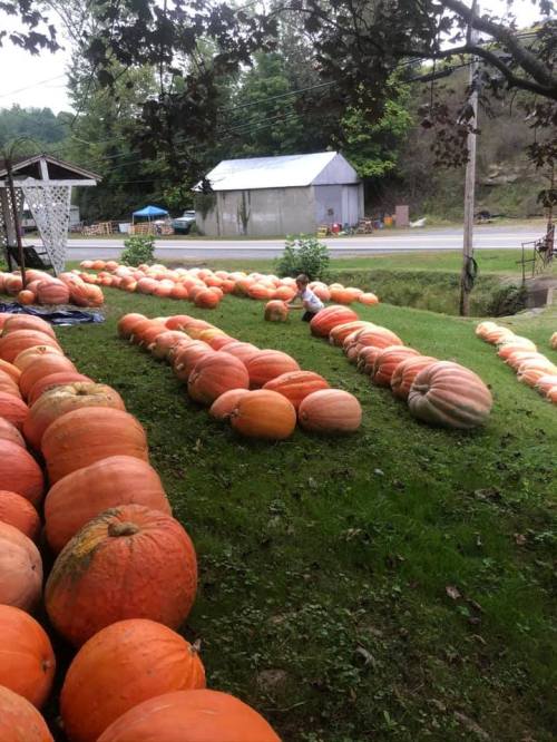 A field with numerous large pumpkins arranged on green grass, with a building and road in the background.
