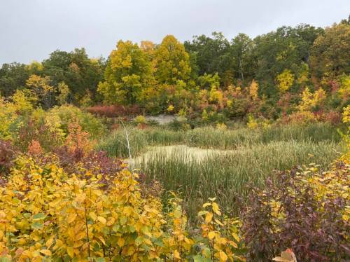 A vibrant autumn landscape with colorful trees and tall grasses surrounding a small pond.