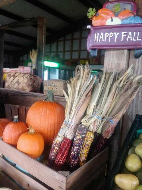 A wooden crate filled with pumpkins and colorful corn, with a sign reading "Happy Fall" in a rustic setting.
