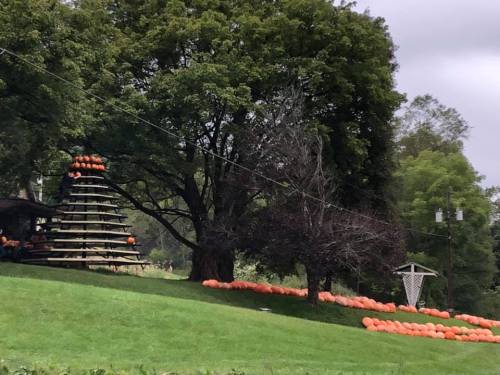 A pyramid of pumpkins sits on a grassy hill, with more pumpkins scattered along the ground under trees.