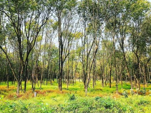A serene forest scene with tall trees and lush green undergrowth, bathed in soft natural light.