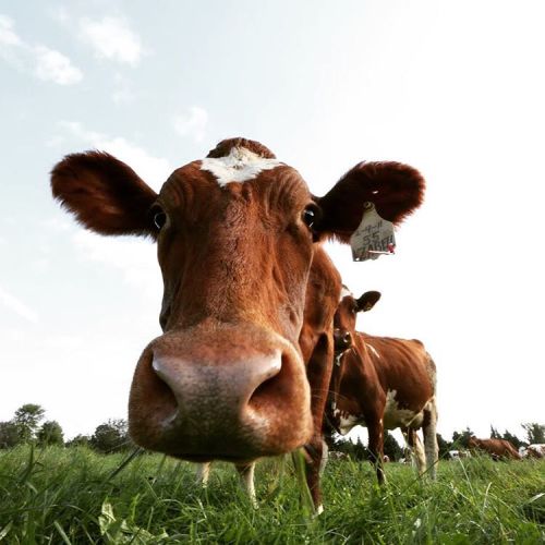 A close-up of a curious brown cow in a grassy field, with another cow in the background under a clear sky.