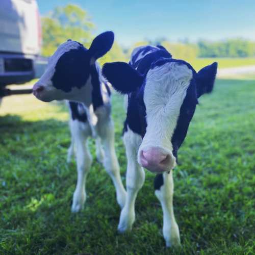 Two black and white calves standing on green grass, with a sunny background and a truck in the distance.