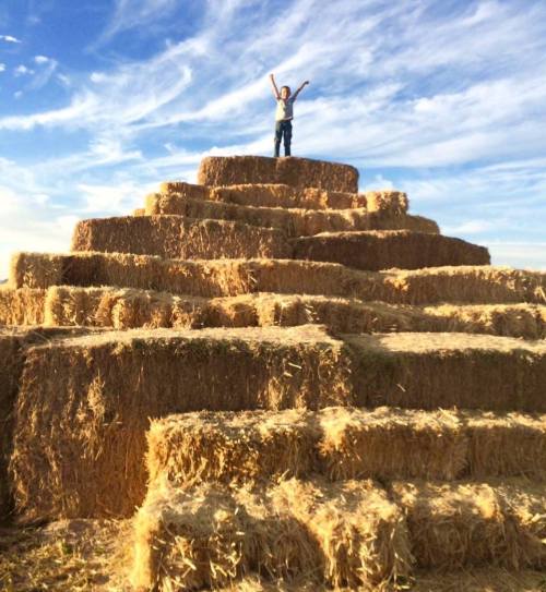 A child stands triumphantly on a pyramid of hay bales against a blue sky with wispy clouds.