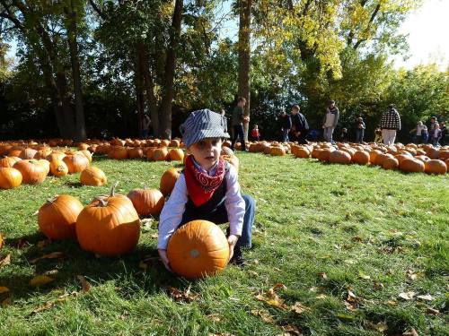 A child in a hat and bandana crouches in a pumpkin patch, holding a pumpkin among many others on the grass.