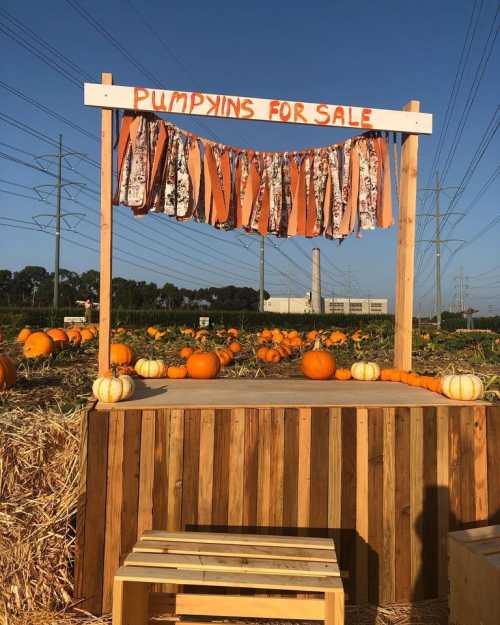 A wooden stand with a sign reading "Pumpkins for Sale," surrounded by pumpkins in a field under a clear blue sky.