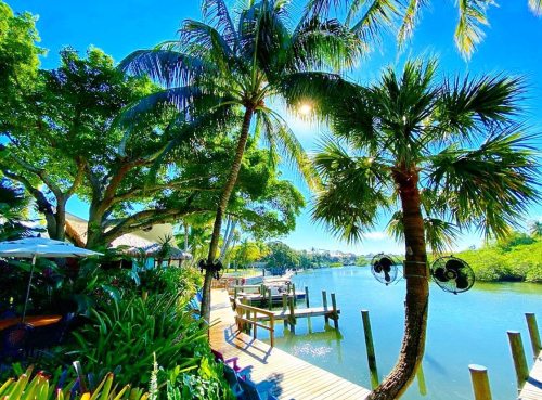 A sunny riverside scene with palm trees, a wooden dock, and lush greenery under a clear blue sky.
