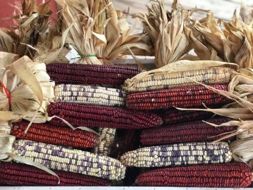 A colorful display of dried corn cobs in various shades of red, purple, and white, stacked with husks.