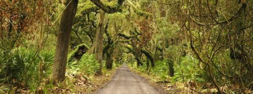 A serene dirt road lined with lush, green trees and foliage, creating a peaceful, natural tunnel effect.