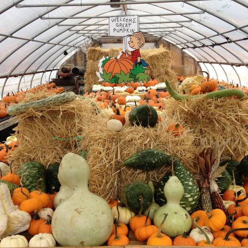 A greenhouse filled with various pumpkins and gourds, featuring a sign that says "Welcome Great Pumpkin."