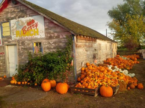 A rustic wooden building with a sign, surrounded by a variety of pumpkins and gourds in vibrant autumn colors.