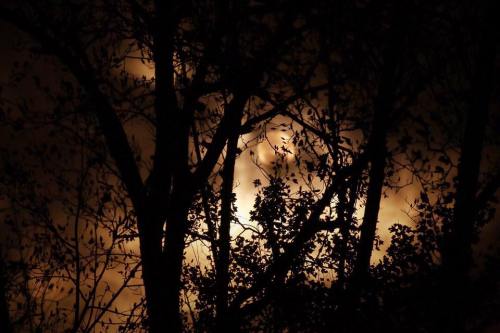 Silhouetted trees against a glowing, cloudy night sky, creating a dramatic contrast of light and shadow.