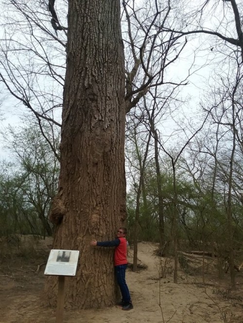 A person in a red jacket hugs a massive tree in a wooded area, with a sign nearby and bare trees in the background.