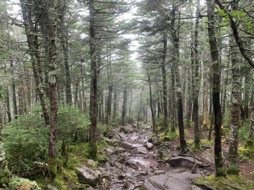 A misty forest scene with tall trees, rocky terrain, and lush greenery, creating a serene, natural atmosphere.