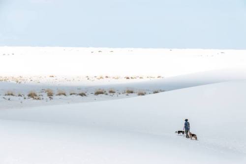 A person walks with two dogs across a vast, white sand dune landscape under a clear sky.