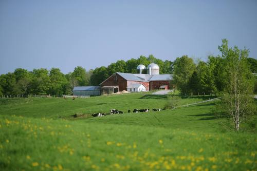 A red barn and silos on a green farm, with cows grazing in the foreground and trees in the background under a clear sky.