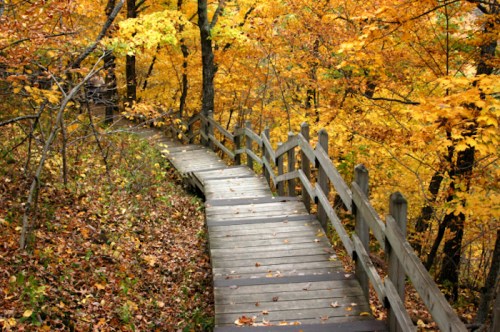 A wooden pathway winds through a forest of vibrant autumn leaves in shades of yellow and orange.