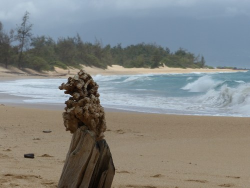 A weathered log on a sandy beach, with waves crashing and lush greenery in the background under a cloudy sky.