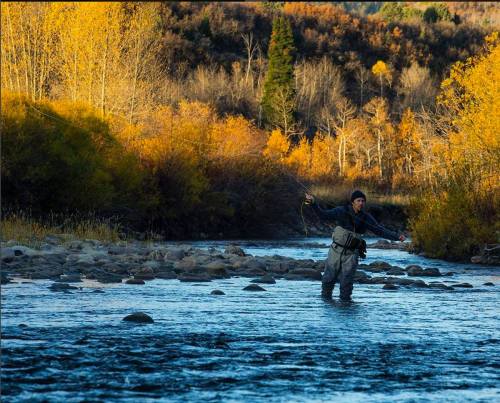 A person fly fishing in a river surrounded by autumn foliage and rocky banks, with golden trees in the background.