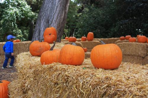 A child in a blue shirt walks past pumpkins on hay bales in a pumpkin patch surrounded by trees.