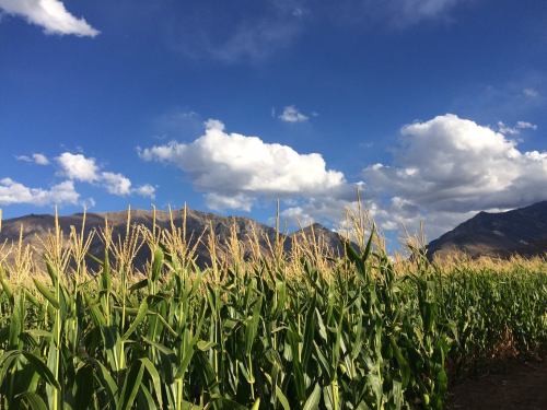 A lush cornfield under a blue sky with fluffy clouds and mountains in the background.