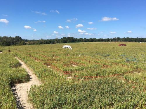 A wide view of a cornfield with marked sections and pathways under a blue sky with scattered clouds.