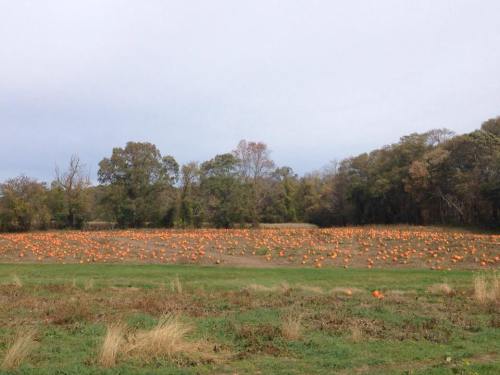 A wide view of a pumpkin patch filled with numerous orange pumpkins scattered across a grassy field.