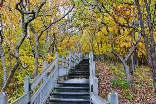 A wooden staircase winds through a vibrant autumn forest with yellow and orange leaves.