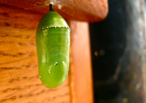 A close-up of a green chrysalis hanging from a wooden surface, showcasing its smooth, shiny exterior.