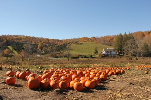 A pumpkin patch with numerous orange pumpkins, set against a backdrop of rolling hills and a house in autumn foliage.