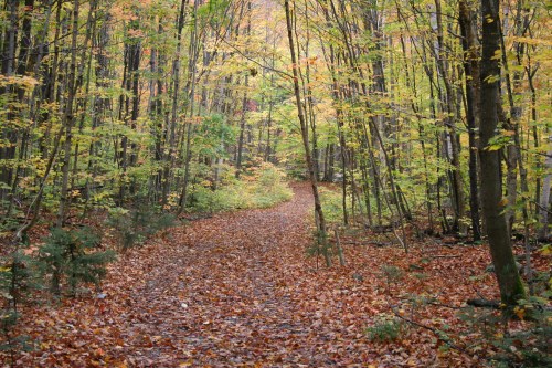 A winding path through a vibrant forest with colorful autumn leaves covering the ground.