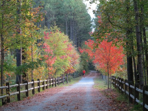 A runner on a gravel path surrounded by trees with vibrant autumn foliage in shades of red and orange.
