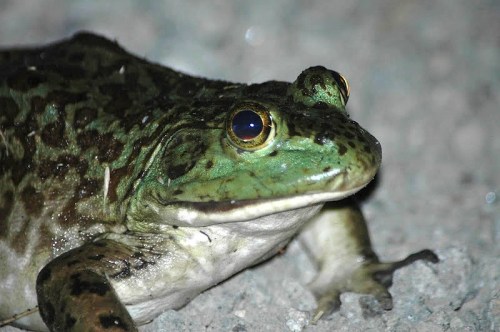 A close-up of a green and brown frog resting on gravel, showcasing its large eyes and textured skin.