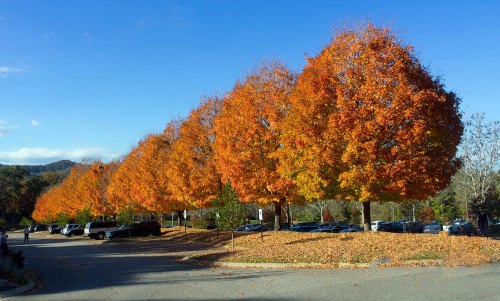A row of vibrant orange trees in autumn, with a clear blue sky and parked cars in the background.