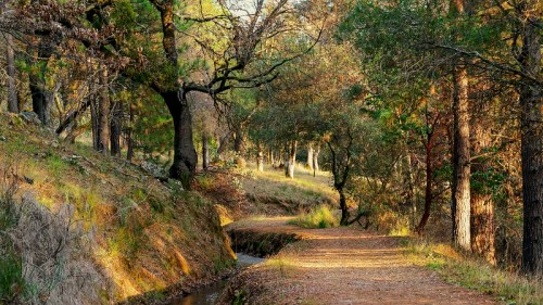 A serene forest path lined with trees, illuminated by soft sunlight filtering through the leaves.