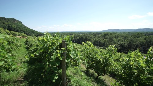 A scenic view of lush green vineyards under a clear blue sky, surrounded by rolling hills and trees.