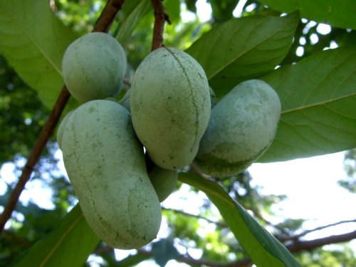 Green pawpaw fruits hanging from a branch, surrounded by lush green leaves.