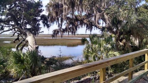 A scenic view of a marsh with tall grasses, palm trees, and hanging moss, framed by a wooden railing.
