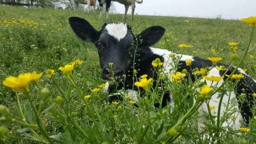 A black and white calf resting among yellow wildflowers in a green field, with cows in the background.
